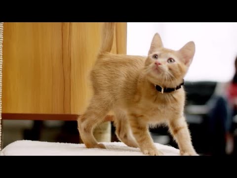 Cheristin for Cats - Single Dose Video