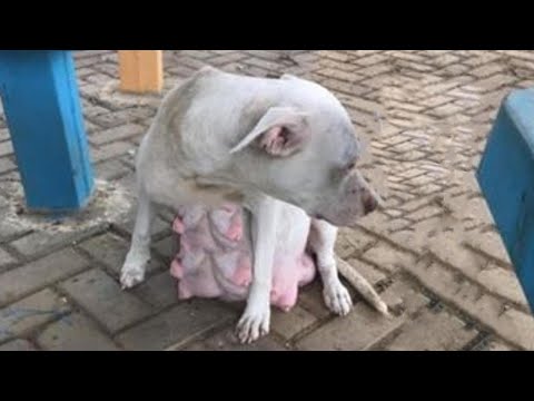 Pregnant Pitbull Almost Giving Birth Cried Badly For Her Babies in Cold Night After Being Abandoned!