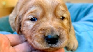 Golden Retriever Puppies Open Their Eyes For the FIRST TIME!