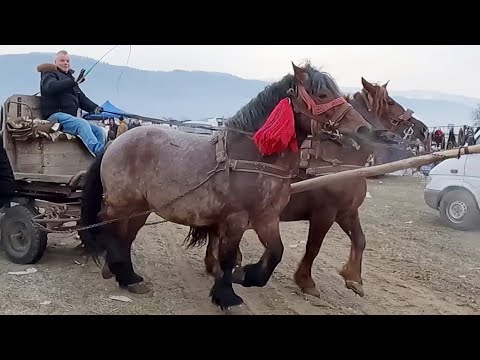 Caii domnului Bogdan de la Sighetu Marmației-Maramureș 2022