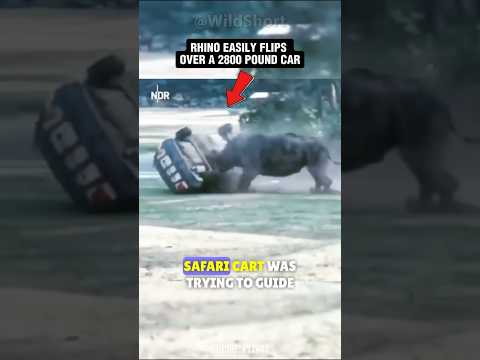 Rhino vs Cars🦏💥 || NEVER Make This BEAST Angry! #rhino #attack #wildanimals