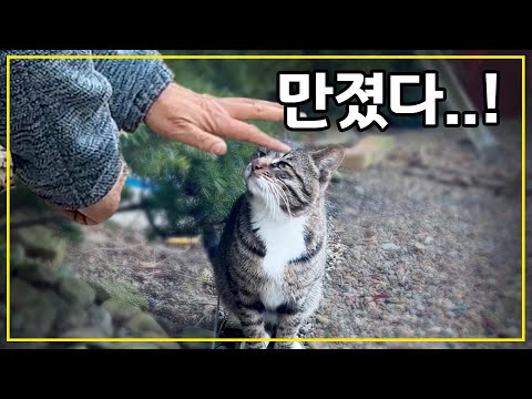 길고양이 돌보면서 처음으로 손길을 허락하는 고양이가 나타났습니다