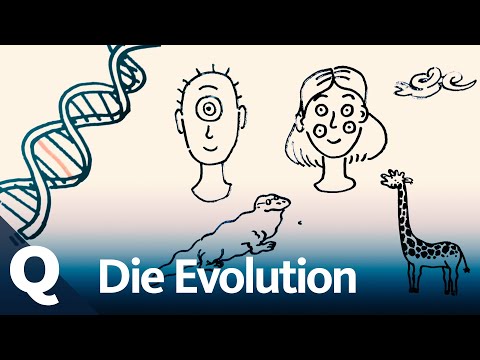 Evolution, Mutation, Selection: How Does It Work? | Quarks