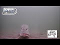 Video Thumbnail for Giant pike staring at cam