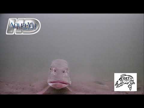 Giant pike staring at cam
