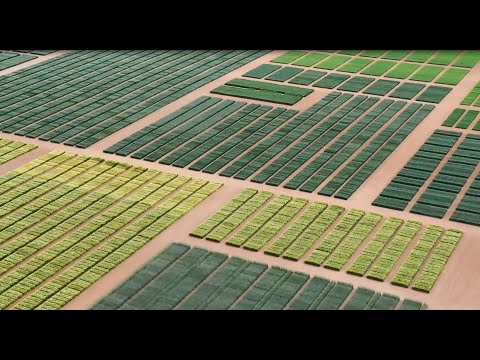 Digitaler Feldtag 2020 Getreide Region Süd