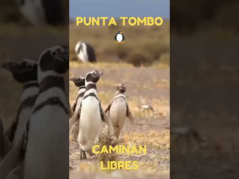 Chubut no es lo que imaginás 🇦🇷