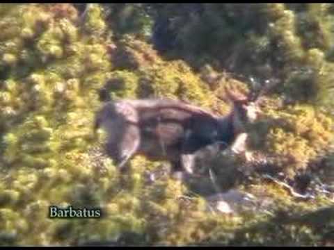 Rebeco ( rupicapra rupicapra )  Southern chamois