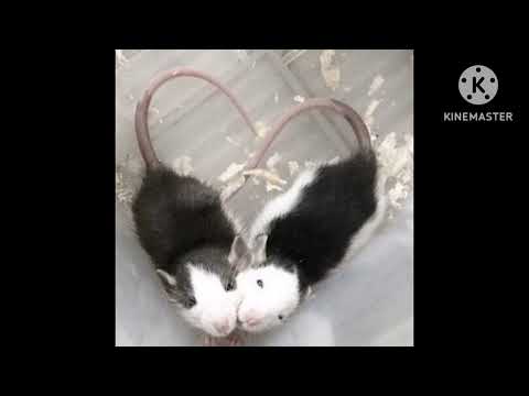 kip c - linkup {prod. Kingayeo}