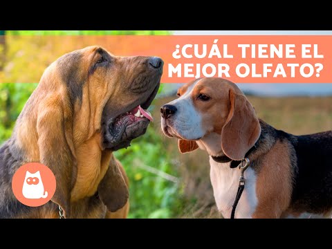 7 RAZAS de PERROS SABUESOS 🐶 | Top 7 Perros Rastreadores ✅