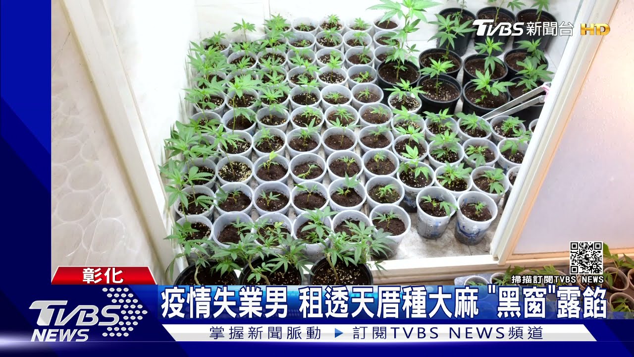 疫情失業男租透天厝種大麻 「黑窗」露餡