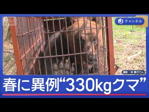 ハンター驚く“春に異例の300kg超クマ” 高齢者施設にもクマ“緊迫一部始終”【スーパーJチャンネル】(2026年4月27日)