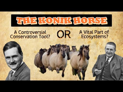 Konik Horse: The Wild Horse of Europe | Tarpan | Wild Horse | Nature Reserve | Poland | Netherland
