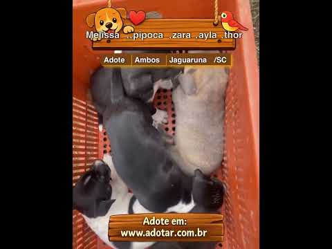 Vídeo de Melissa,,pipoca,zara,ayla,thor