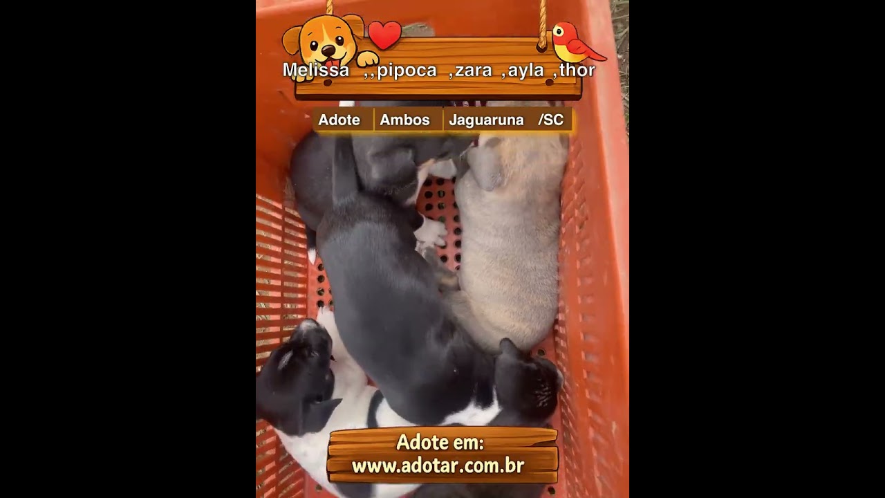 Cachorro raça SRD-ViraLata idade Abaixo de 2 meses nome Melissa,,pipoca,zara,ayla,thor