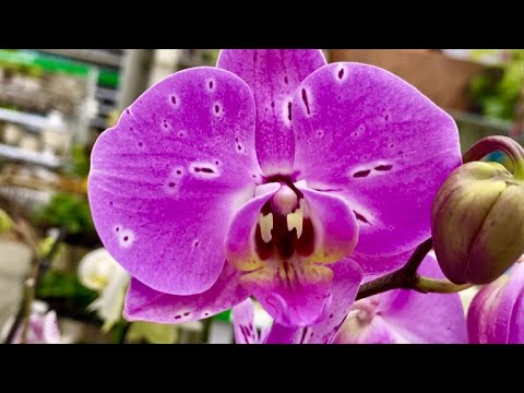 Красивая витрина с орхидеями в Бауцентре.  Красавчики Пафиопедилумы ...))))