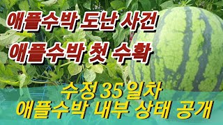애플수박 35일차 수확 - 애플수박 도난 사건