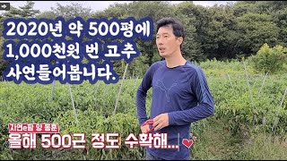 2020년 고추 약 500평에 1,000만원 수익 낸 고추 그 사연 한번 들어보겠습니다. 2021년에도 고추…