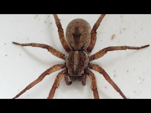 Why you’re seeing so many spiders in Michigan right now