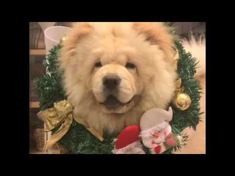 chow chow Bao bao Action Christmas tree 🎄堡堡行動聖誕樹🎄