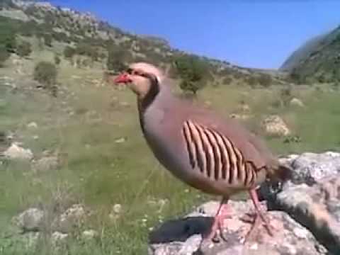 download lagu mp3 mp4 Hajal, download lagu Hajal gratis, unduh video klip Hajal