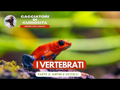 Animali VERTEBRATI - Parte 2: Anfibi e Uccelli per la scuola primaria