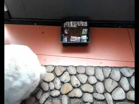 JESC 2012 || Kiddo predicting Belarus final and making a mess!