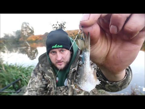 I AM FISHING WITH DEAD FILLET FISh!!! a throw for the predator and feeder with worms on the river