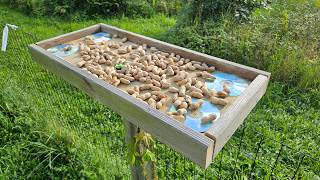 How to Build a Basic Feeder Platform for Crows