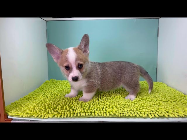 (子犬) 犬種：ウェルシュ・コーギー・ペンブローク 男の子 ブリーダー マロニエケンネル　MARRONNIER KENNEL k4046の画像