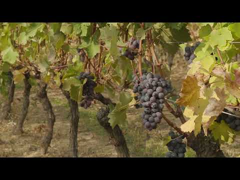 B&B + exklusiver Wohnmobilstellplatz bei E&E Piemont Italien