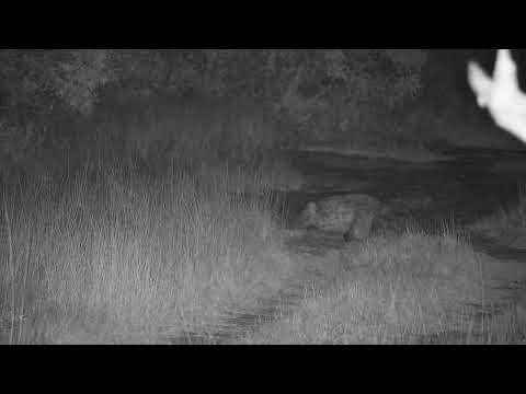 Djuma: Two Hyenas known as Comet and Gingirika drink at pan, then lie in road - 02:59 - 04/03/2022