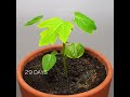 Growing Papaya Tree Timelapse Papaya Shorts