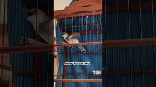 Download lagu CIBLEK KRISTAL NGALUNG BREN CADAS #ciblek #ciblekkristal #ciblekbren #ciblekfullngebren mp3