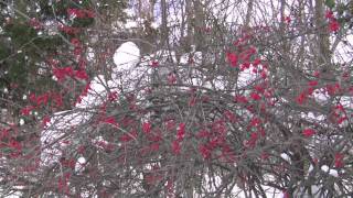 KAZ-O-VISION® presents "COLD WINTER DAY"