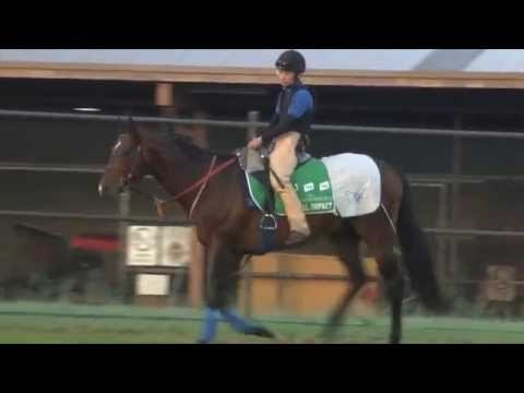 Introducing The Championships Contender - Real Impact