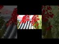 ️Song Tum Agar Mujhko Na Chaho To ️song Of Mukesh Movie Dil Hi To Hai Reels Love Music Youtube