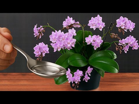 Pour 1 spoonful on a flowerless orchid! It will quickly grow new branches and bloom profusely