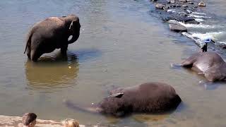 Elephant Safari 🐘 🐘 💖❤️💜💗💛💙💖❤️💚💜💖❤️, pinnawala Sri Lanka 🇱🇰 ♥️ ❤️ 👌 😀 😍 🇱🇰, animal videos, Elephant