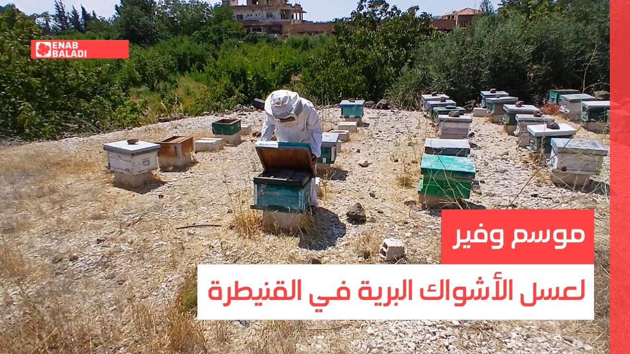 موسم وفير لعسل الأشواك البرية في القنيطرة