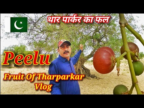 pilu fruits 🍒 🔥|| Salvadora persica || pilu  #peelu# persica