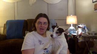 HOW I MADE A DOG BED WITHOUT SPENDING A DIME