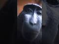 Treat Me Like White Tees Monkey Rizz