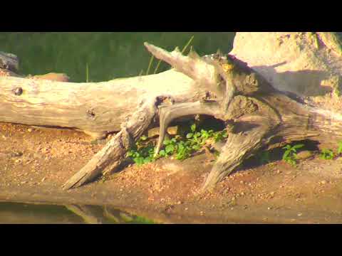 Djuma: Water Monitor Lizard on the prowl at Vuyatela Pan - 16:57 - 02/10/19