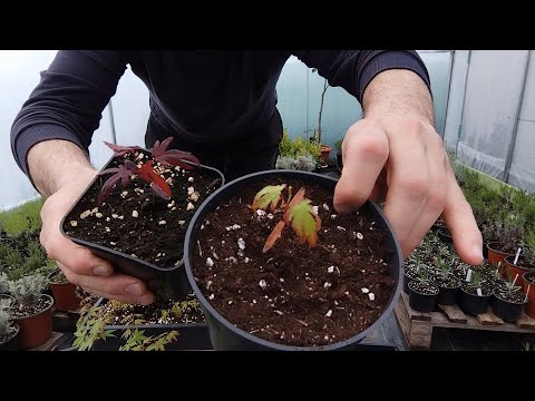 Artari Japonezi din Seminte - Japanese Maple seedlings -