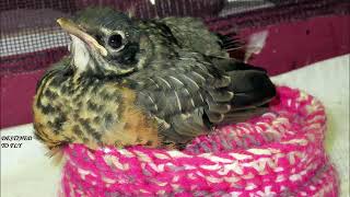 SPONSOR A BABY BIRD SERIES: AMERICAN ROBIN