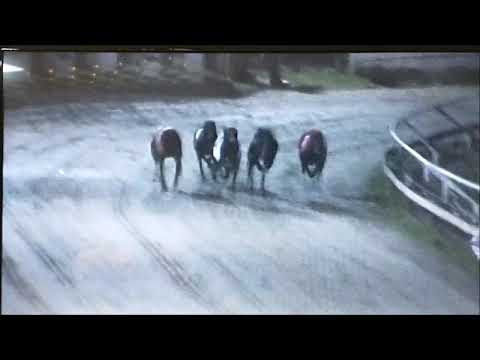 Welsh Greyhound Derby Final 2021