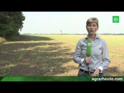 Vegetationsreport: Wachstumsregler im Raps