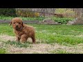 Miniature Labradoodle dogs for sale: Parker - Video 1