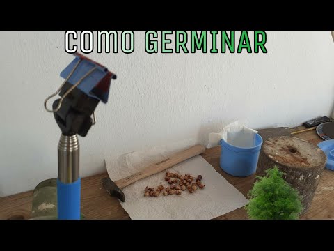 Como germinar guindas o cerezas.